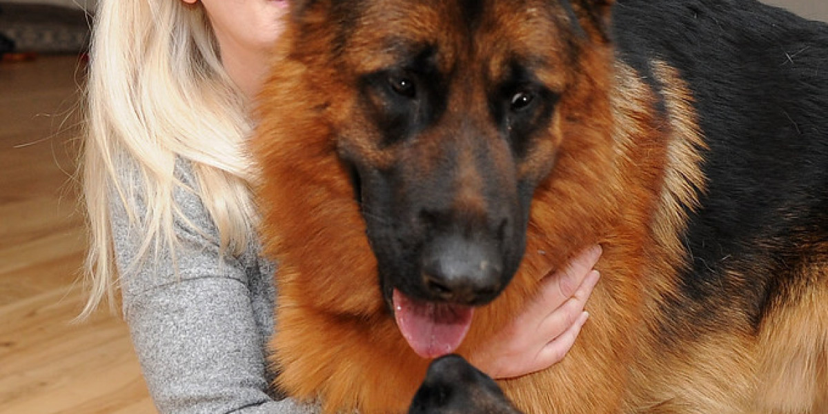 King Shepherd Kaufen: Der ultimative Leitfaden für die Anschaffung dieses majestätischen Hundes